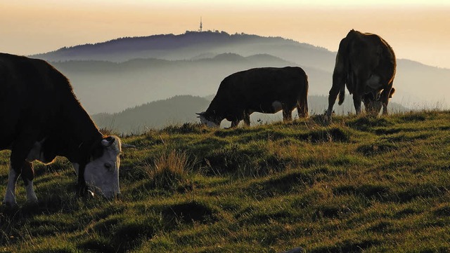 Manchmal geht halt auch  Khen der Gaul durch.   | Foto: Raimund Sommer/Florian Kech