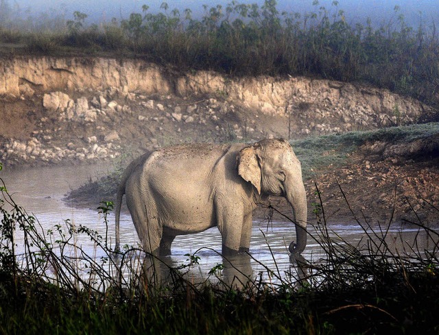 Die Schnheit der Wildnis:  ein indisc...ind so friedlich wie dieses Exemplar.   | Foto: dpa