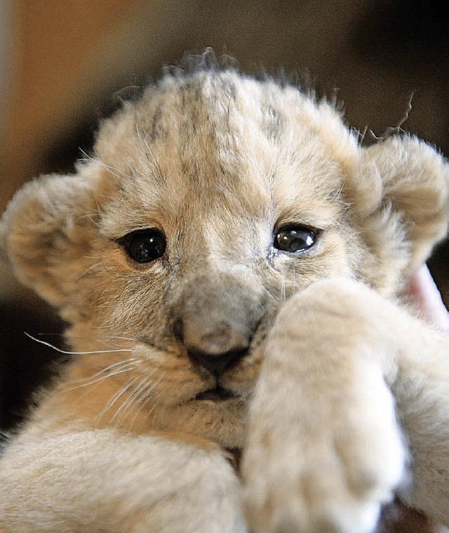 Zwei Wochen und noch niedlich: eines der drei Lwenbabys  | Foto: dpa