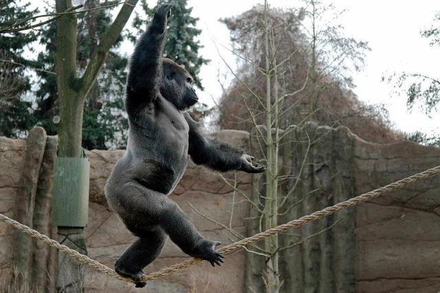 Gorilla tanzt in Krefelder Zoo auf dem Seil