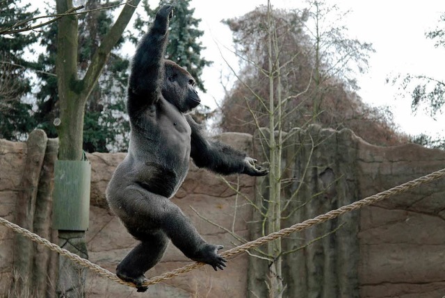 Gorilla Kidogo hat den Artisten in sich entdeckt.  | Foto: dpa