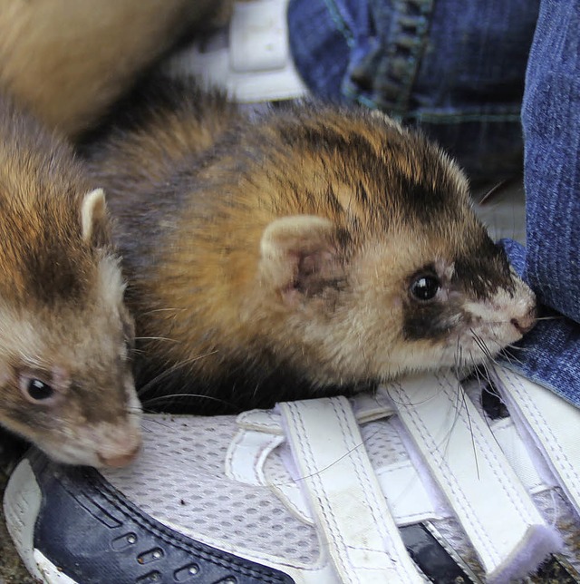 Die Frettchen Hexe (links) und rechts Moritz gehen auf Tuchfhlung.   | Foto: Archivfoto: Stefanie Sigmund