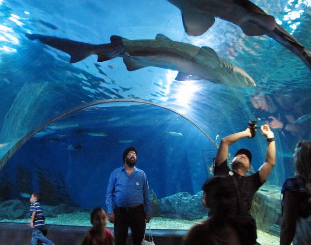 Im Untergeschoss von Siam World befind... Aquarien mit mehr als 10000 Fischen.   | Foto: dpa