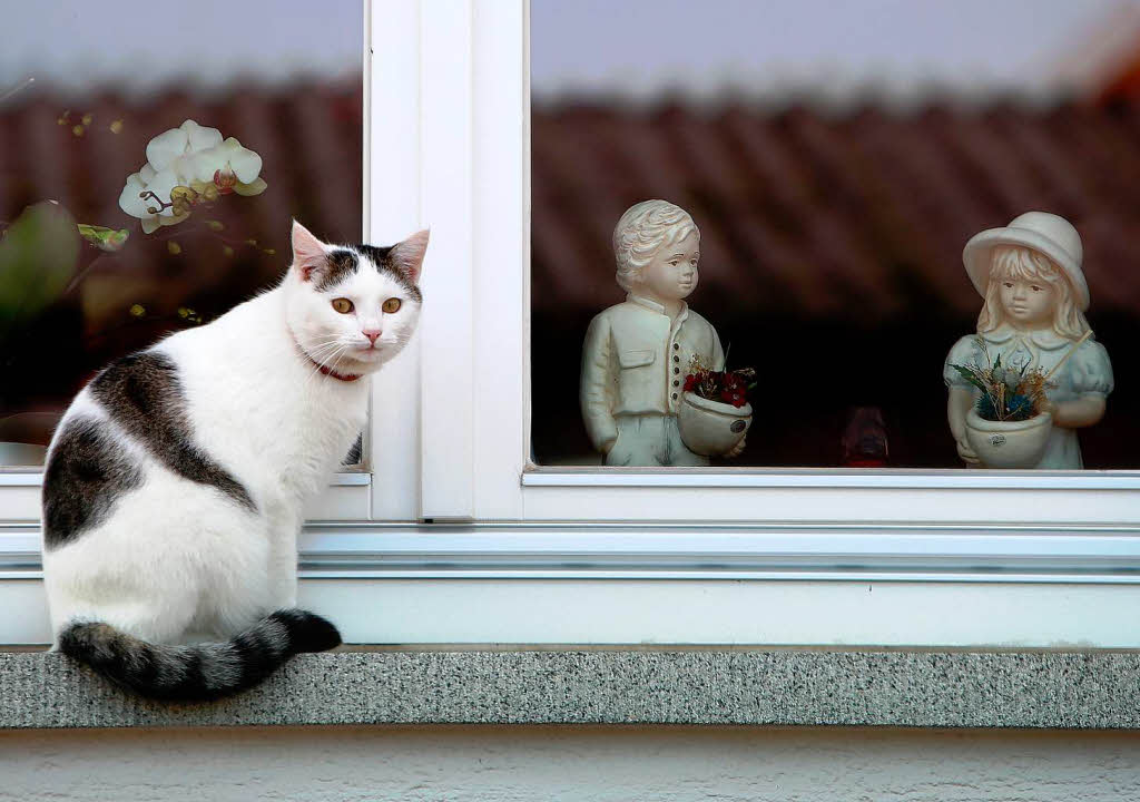 BZ-Fotograf Christoph Breithaupt findet im Ried immer wieder tolle Alltags-Ansichten – so wie diese Katze in der Neurieder Magdalenenstrae.