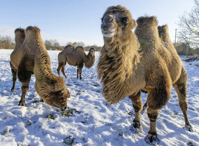 Kamele fhlen sich auch im Schnee wohl.  | Foto: dpa