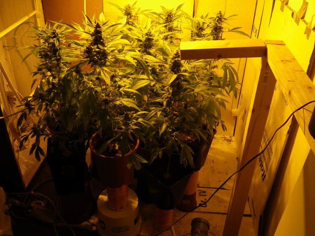 Im Keller eines Hauses in Gundelfingen...izei eine kleine Cannabisplantage aus.  | Foto: Polizei