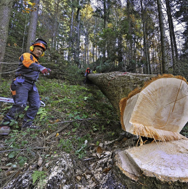 Weil es zu feucht war, wurde im Freibu...angenes Jahr weniger Holz geschlagen.   | Foto: Michael Bamberger