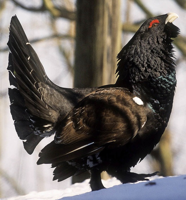 Scheu, aber kein erwiesener Windradgegner:  der Auerhahn   | Foto: dpa