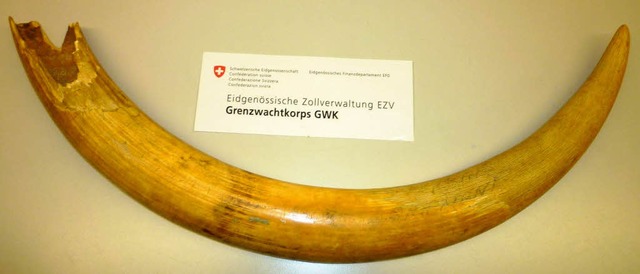 Der beschlagnahmte Stozahn ist 90 Zentimeter lang.  | Foto: Schweizer Grenzwache