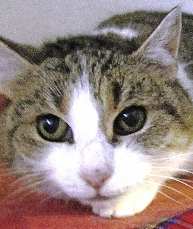 Omi sucht ein neues Zuhause &#8211; ei... etwa zwlfjhrigen Katze  zum Glck.   | Foto: Tierheim