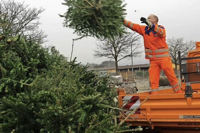 Weihnachtsbume werden zu Wrme