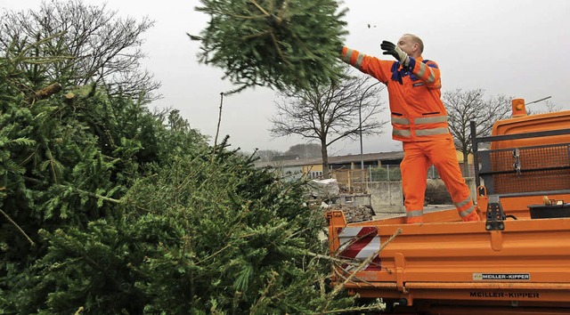 Etwa 3000 Bume wurden in Mllheim ein...rbeit fr die Mitarbeiter des Bauhofs.  | Foto: Saurer