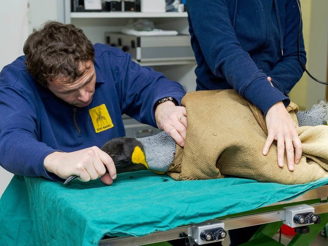 Zooveterinr Christian Wenker verarzte...n Pinguin im neuen Behandlungszimmer.   | Foto: Zoo Basel