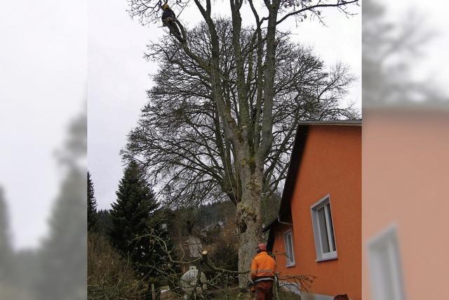 In Friedenweiler tragen Spezialisten eine 24 Meter hohe Esche ab