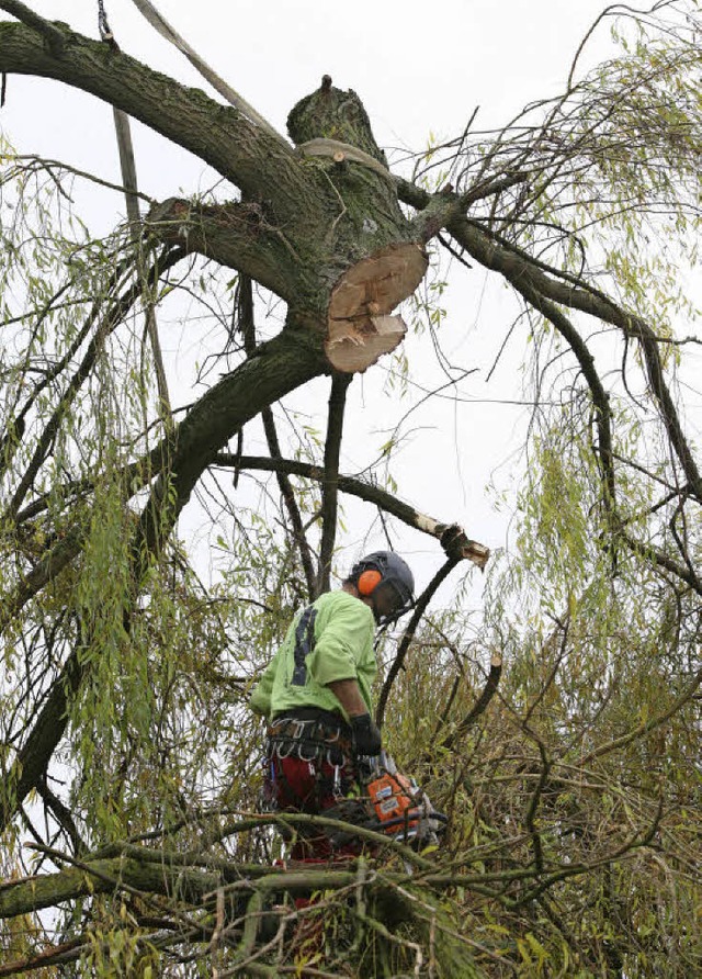 Achtung, Baum schwebt: Es will gut be...de in Schmieheim gefllt werden muss.   | Foto: Bastian Henning/Christoph Breithaupt