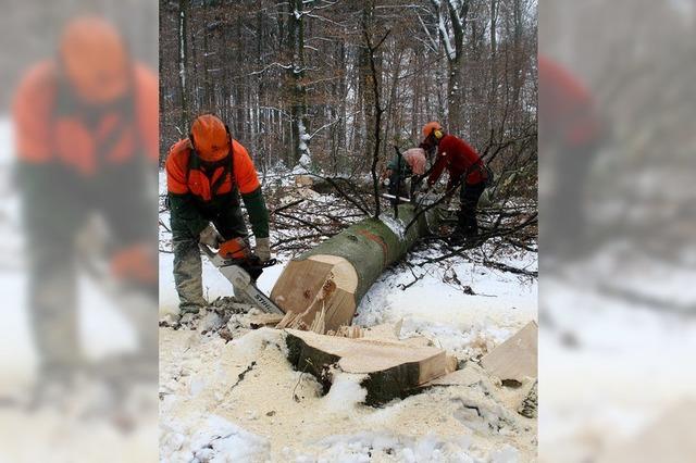 Frust beim Forst: Es fehlt der Frost