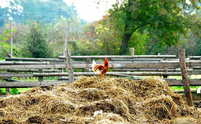 Das Hfesterben geht weiter: Krht bald kein Hahn mehr im Kreis Waldshut?     | Foto: DAPD