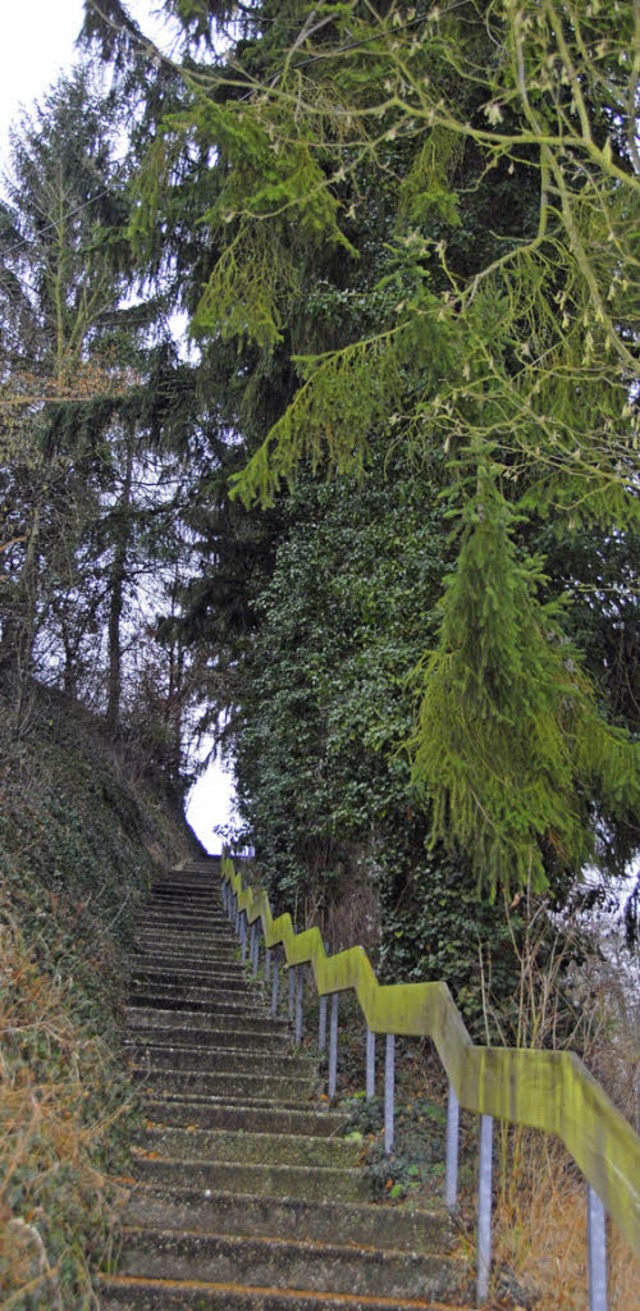 Die Tannen entlang des Treppenaufgangs...ach Ansicht von Experten eine Gefahr.   | Foto: Roland Vitt