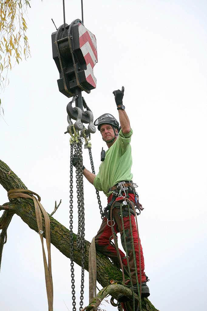 Baumpfleger Andreas Rehwinkel trgt einen Baum in Schmieheim scheibchenweise ab.