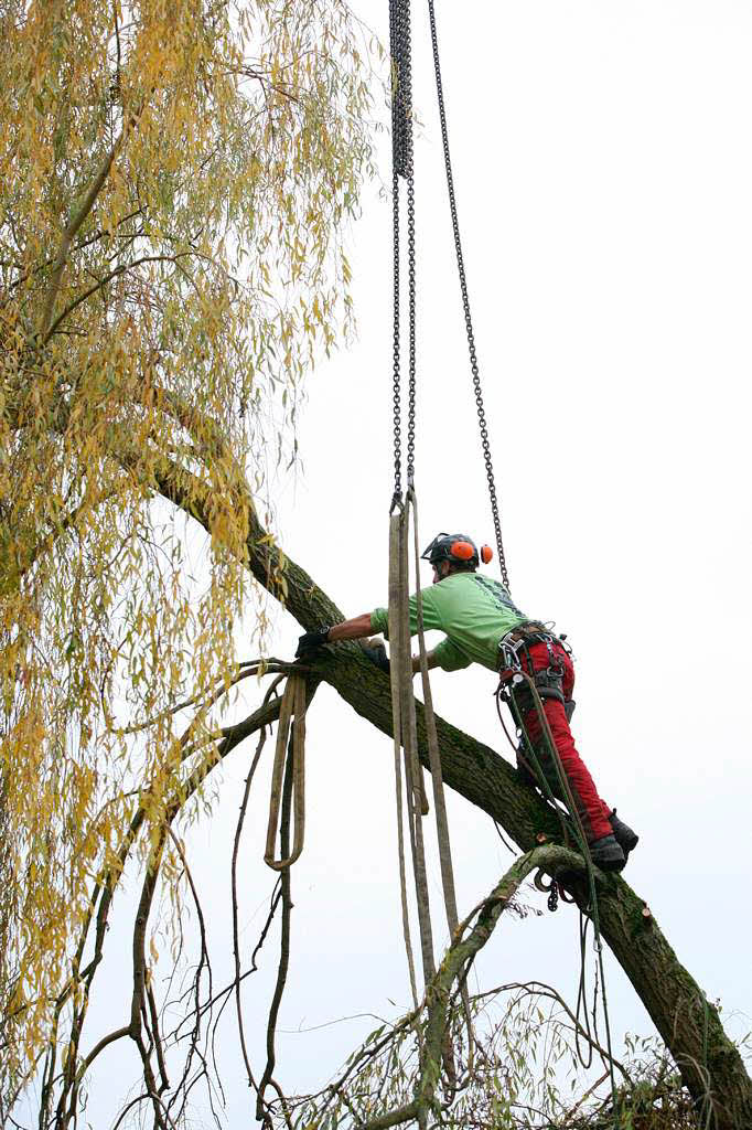 Baumpfleger Andreas Rehwinkel trgt einen Baum in Schmieheim scheibchenweise ab.