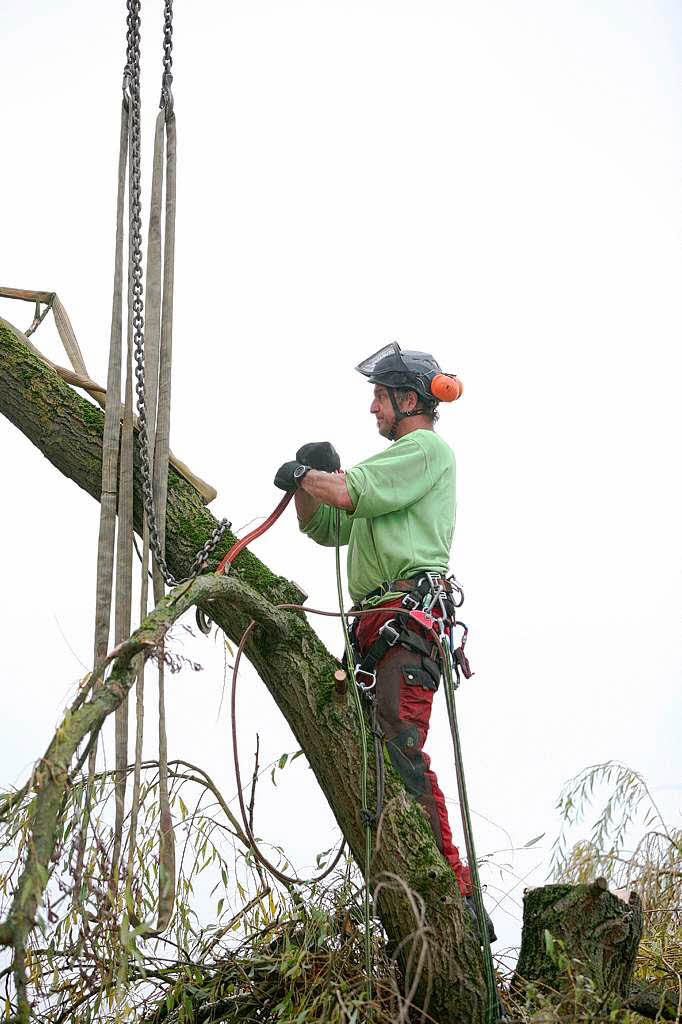 Baumpfleger Andreas Rehwinkel trgt einen Baum in Schmieheim scheibchenweise ab.