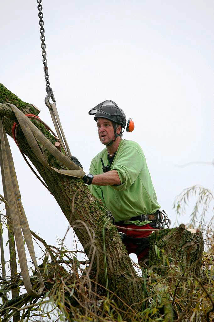 Baumpfleger Andreas Rehwinkel trgt einen Baum in Schmieheim scheibchenweise ab.