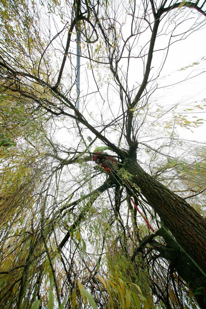 Baumpfleger Andreas Rehwinkel trgt einen Baum in Schmieheim scheibchenweise ab.