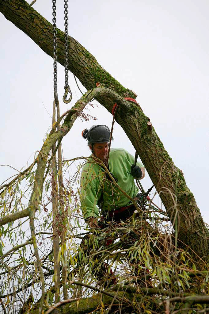 Baumpfleger Andreas Rehwinkel trgt einen Baum in Schmieheim scheibchenweise ab.