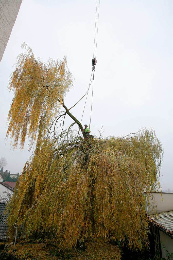 Baumpfleger Andreas Rehwinkel trgt einen Baum in Schmieheim scheibchenweise ab.