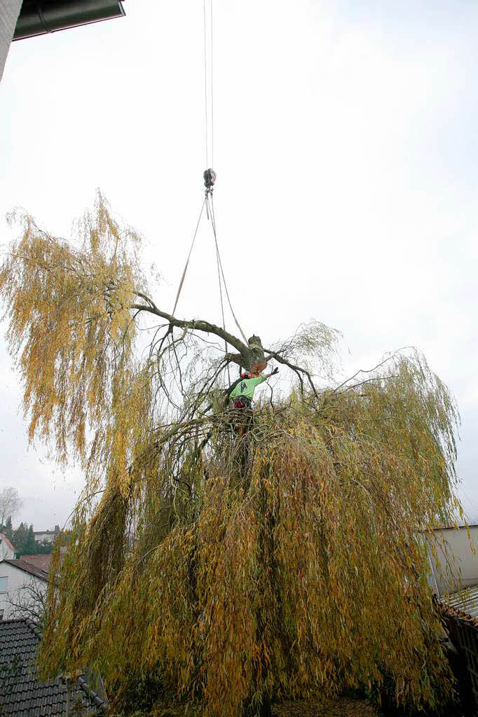 Baumpfleger Andreas Rehwinkel trgt einen Baum in Schmieheim scheibchenweise ab.