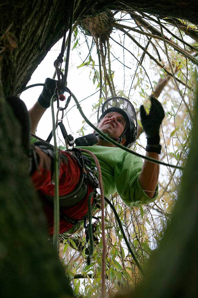 Baumpfleger Andreas Rehwinkel trgt einen Baum in Schmieheim scheibchenweise ab.