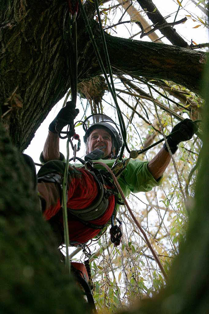 Baumpfleger Andreas Rehwinkel trgt einen Baum in Schmieheim scheibchenweise ab.