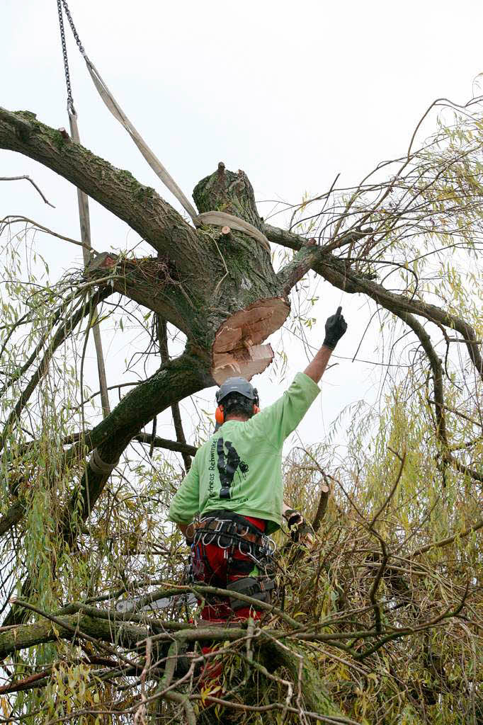 Baumpfleger Andreas Rehwinkel trgt einen Baum in Schmieheim scheibchenweise ab.