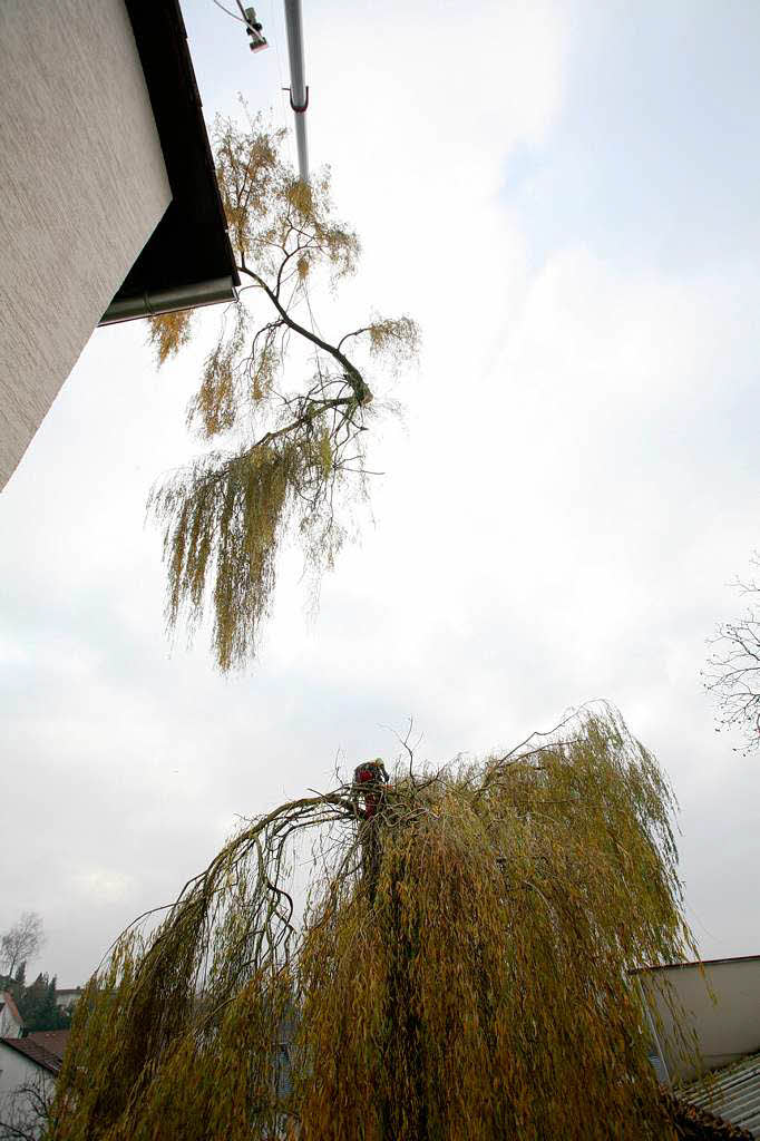 Baumpfleger Andreas Rehwinkel trgt einen Baum in Schmieheim scheibchenweise ab.