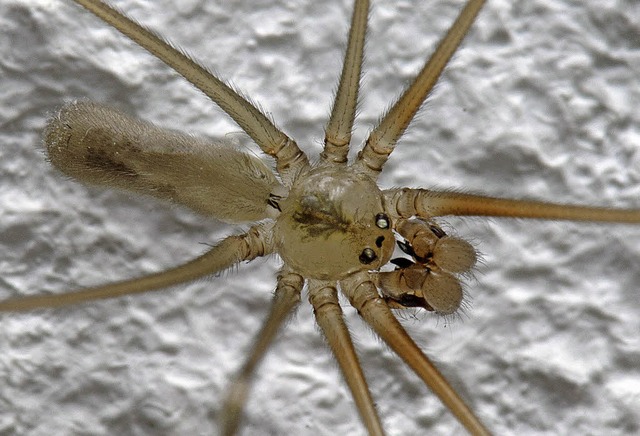 Zitterspinnen unterscheiden sich durch ihren Hinterleib vom Weberknecht.   | Foto: Ingo Seehafer