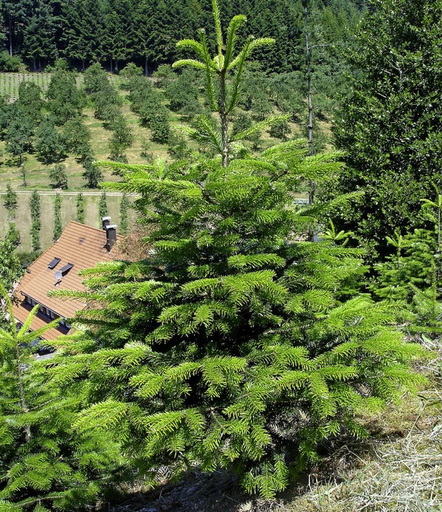 In den vergangenen gut 30 Jahren sind ... neue  Christbaumkulturen entstanden.   | Foto: Amt/BZ
