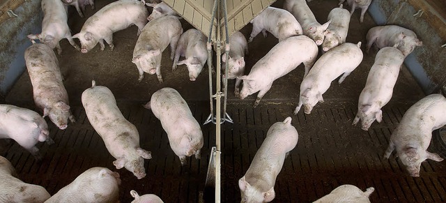 Niedersachsen, das Agrarland: Schweinemast in Wietzendorf   | Foto: dapd