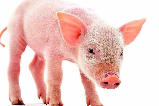 Tierschutzlabel – mehr Transparenz für Fleischesser?