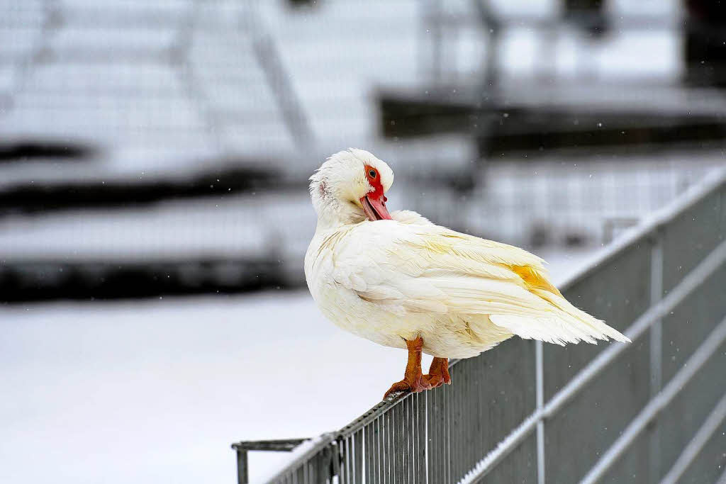 Freiburg im Schnee