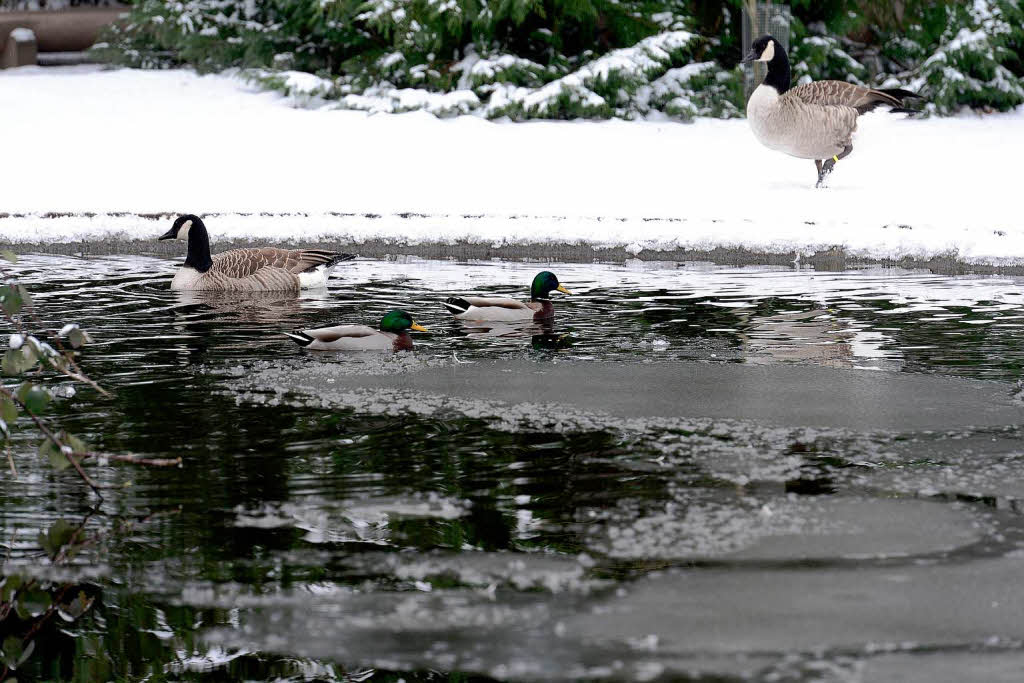 Freiburg im Schnee