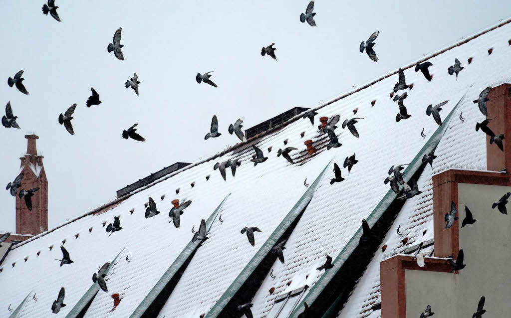 Freiburg im Schnee