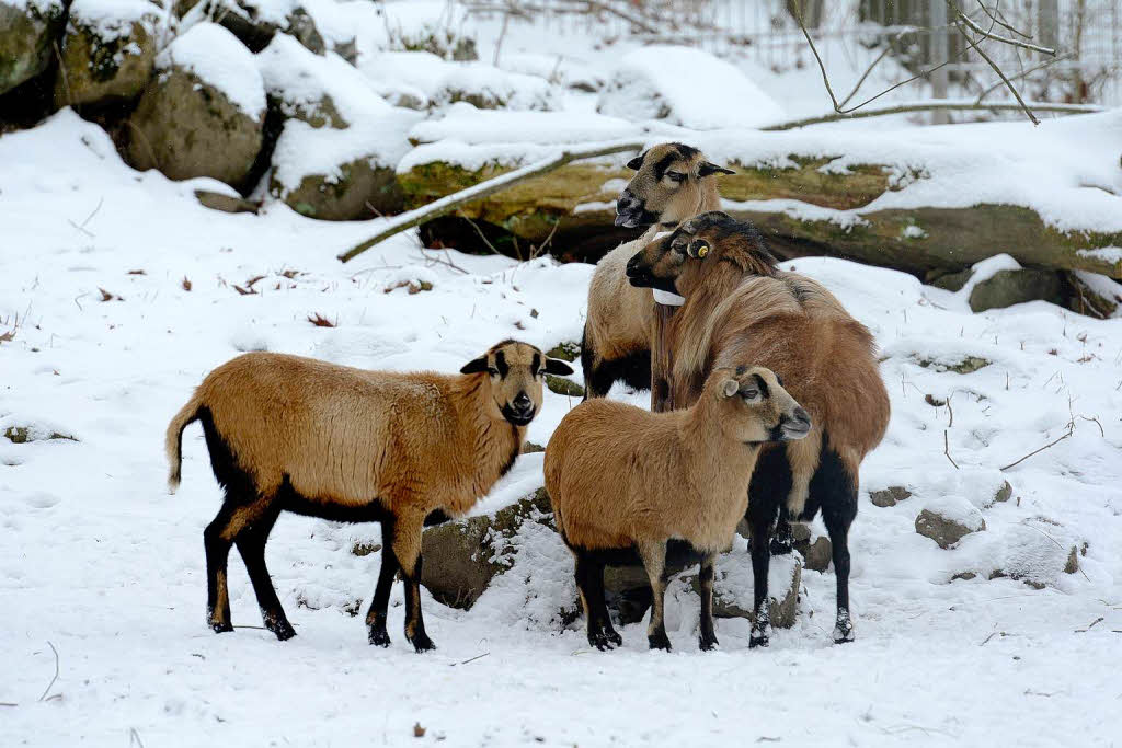 Freiburg im Schnee