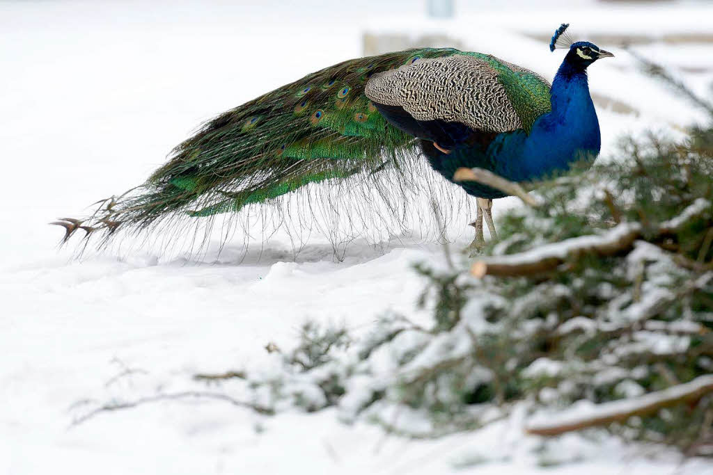 Freiburg im Schnee