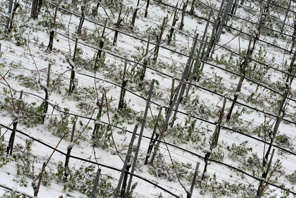 Freiburg im Schnee