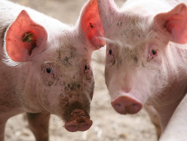 Ein Exportschlager: deutsche Schweine  | Foto: Henning