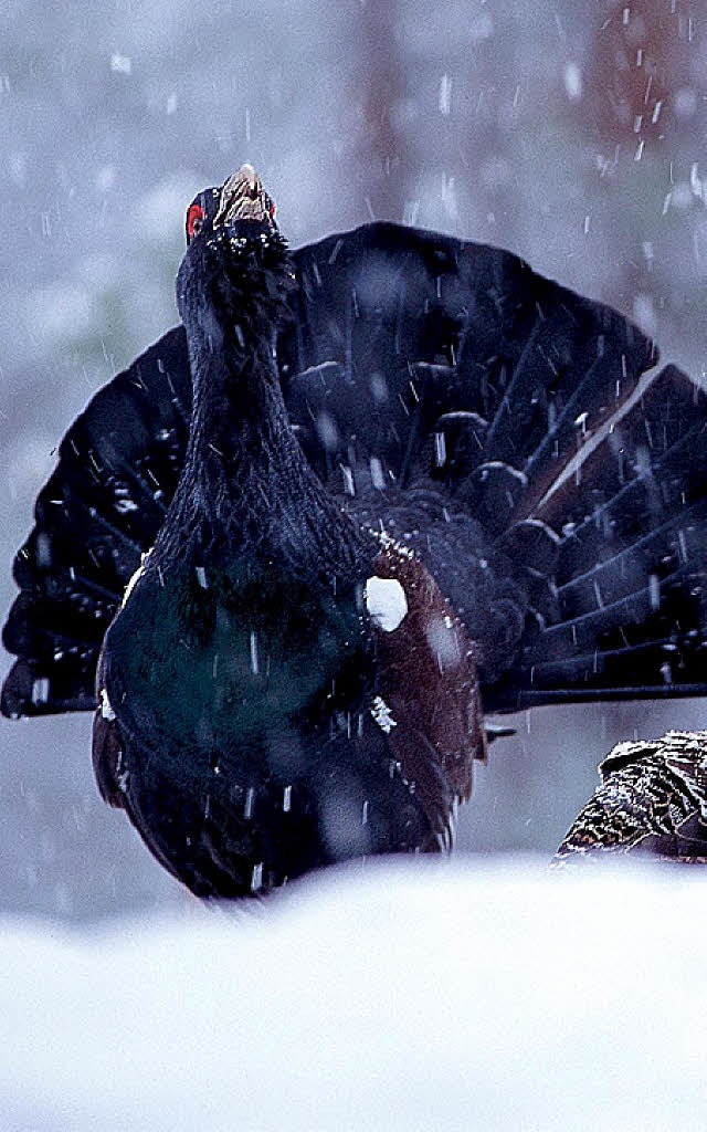 Das Auerwild leidet unter kraftraubenden Fluchten durch den Schnee besonders.   | Foto: Privat