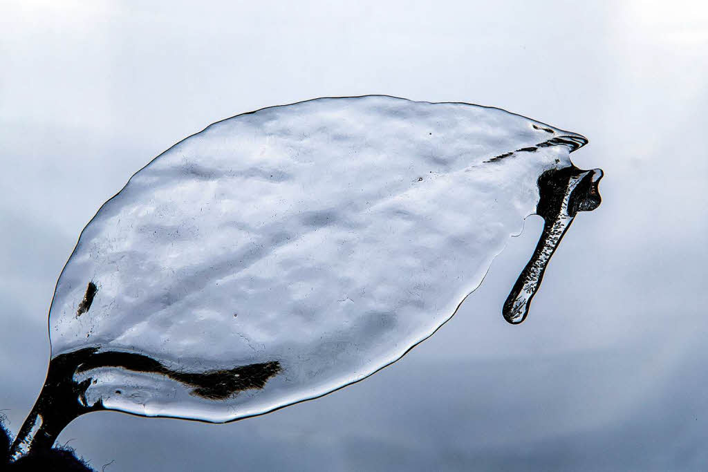 Die schne Seite des Eisregens: Ein „Eisblatt“,  gefunden in einen Garten und im Studio abfotografiert.