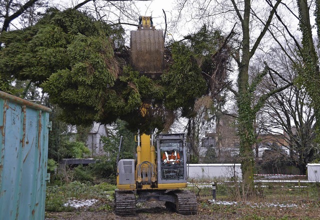 Bume im Park der Villa Bauer werden g...rnehmung  Doll Bad Peterstal-Griesbach  | Foto: Ralf burgmaier