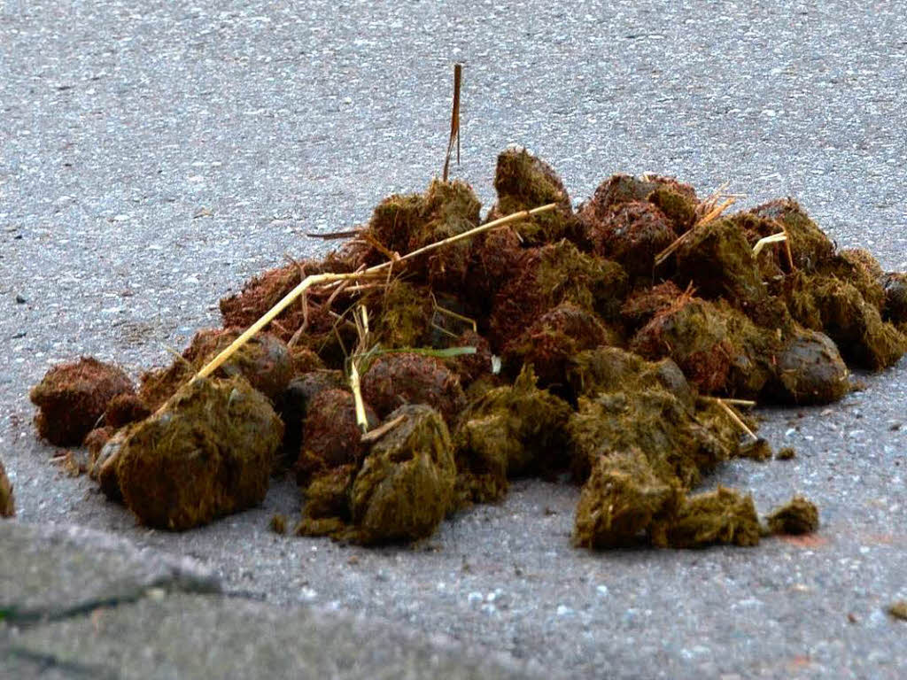 Pferdeäpfel auf der Straße Tradition oder Ärgernis? Meißenheim Badische Zeitung