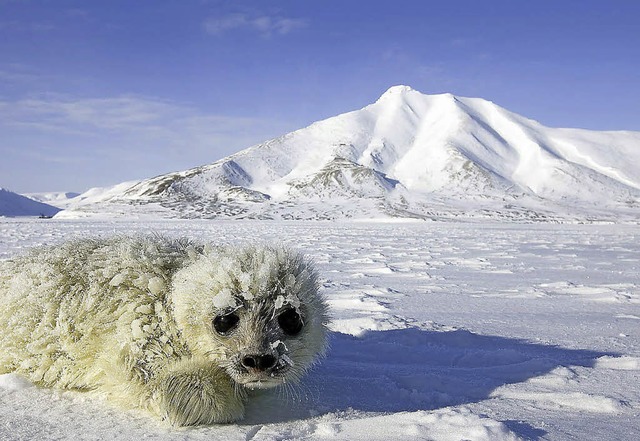 Eisige Welten:  Arktisvortrag von Florian Schulz  | Foto: Florian Schulz